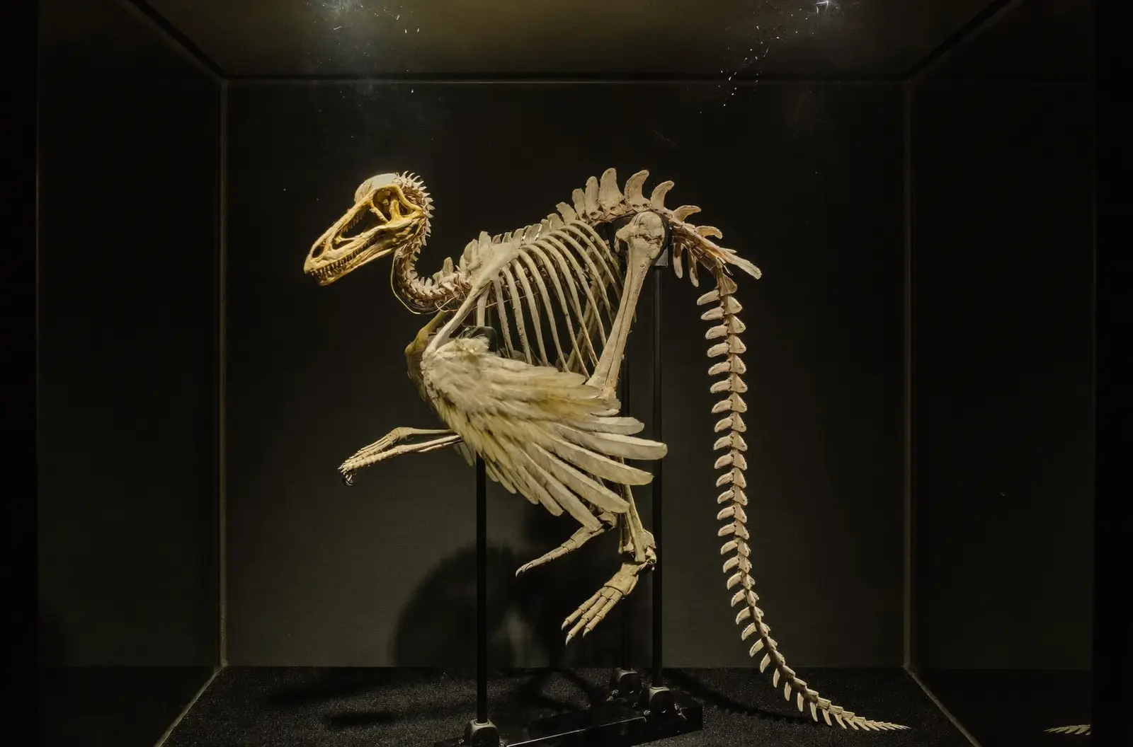 Esqueleto articulado de un pequeño dinosaurio emplumado en una vitrina oscura, con los huesos del ala y la cola a la vista.