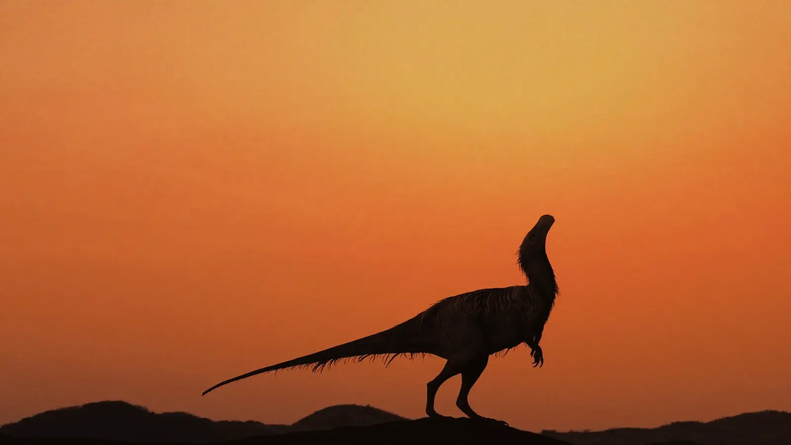 Silueta de un raptor emplumado sobre una loma, recortada contra un cielo naranja de atardecer.