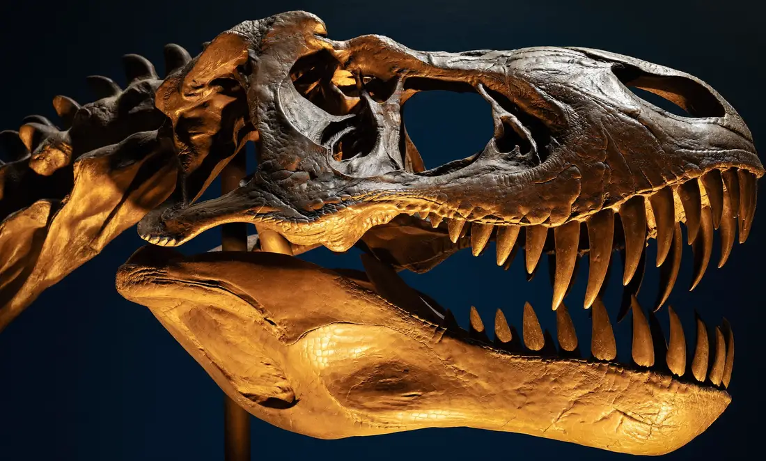 Primer plano del cráneo fósil de un tiranosaurio en un museo, con luz cálida rasante sobre los dientes.